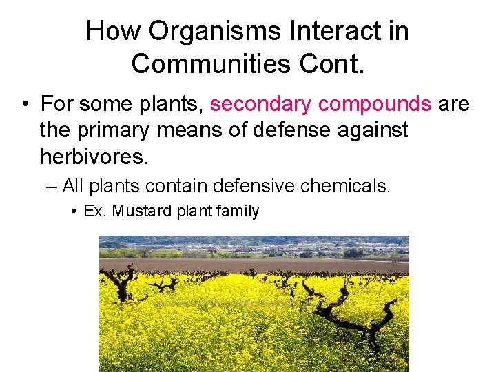 How Organisms Interact in Communities Cont. • For some plants, secondary compounds are the