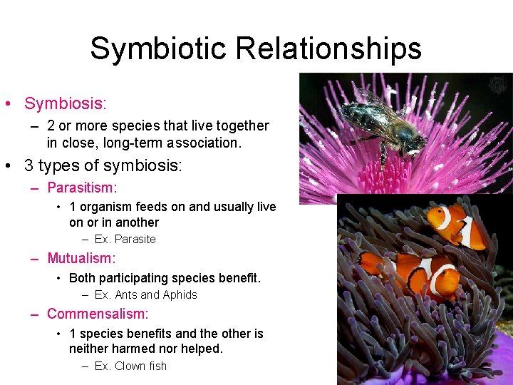 Symbiotic Relationships • Symbiosis: – 2 or more species that live together in close,