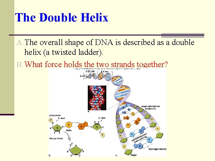 The Double Helix A. The overall shape of DNA is described as a double