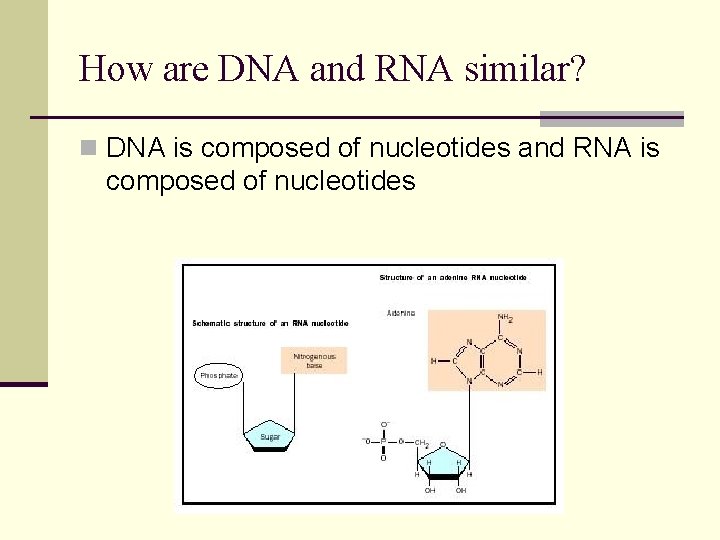 How are DNA and RNA similar? n DNA is composed of nucleotides and RNA