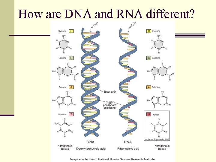 How are DNA and RNA different? 