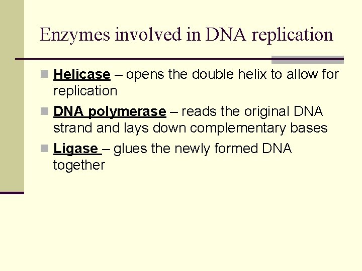 Enzymes involved in DNA replication n Helicase – opens the double helix to allow