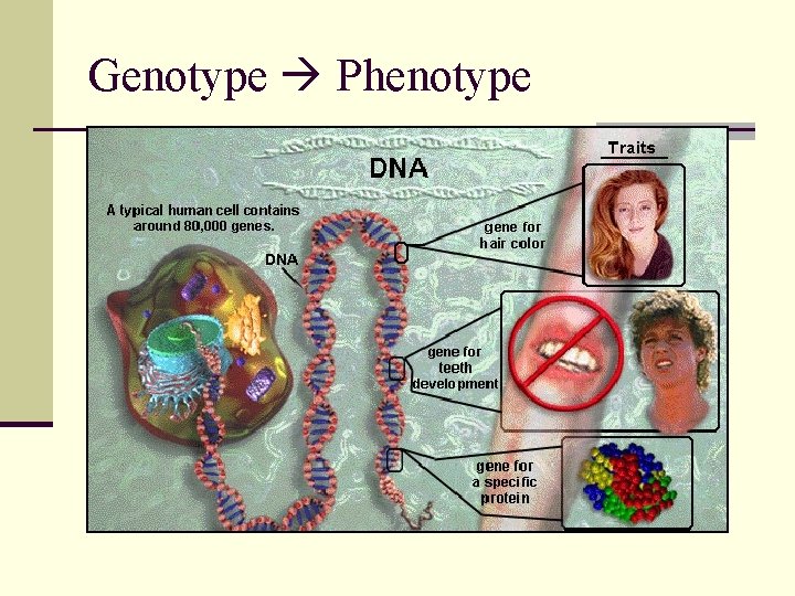 Genotype Phenotype DNA m. RNA t. RNA PROTEIN Transcription Translation 