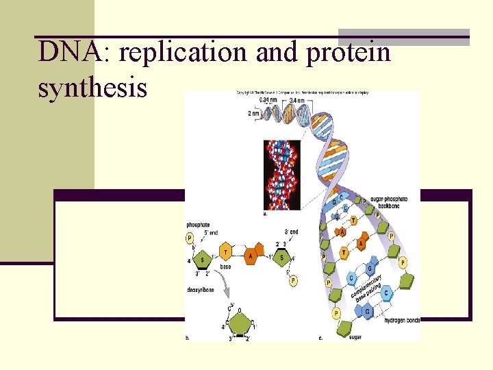 DNA: replication and protein synthesis 