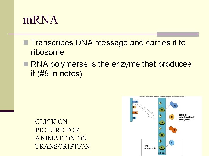 m. RNA n Transcribes DNA message and carries it to ribosome n RNA polymerse