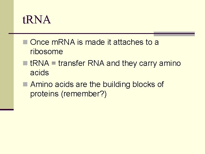 t. RNA n Once m. RNA is made it attaches to a ribosome n