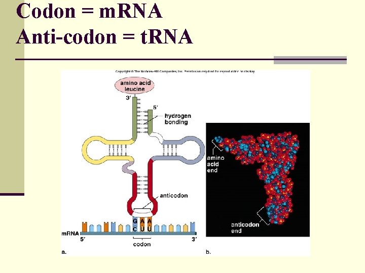 Codon = m. RNA Anti-codon = t. RNA 