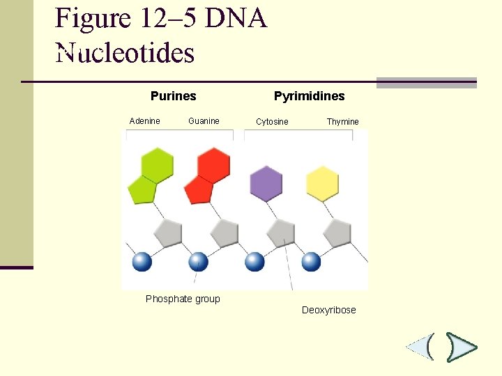 Figure 12– 5 DNA Nucleotides Section 12 -1 Purines Adenine Guanine Pyrimidines Cytosine Thymine