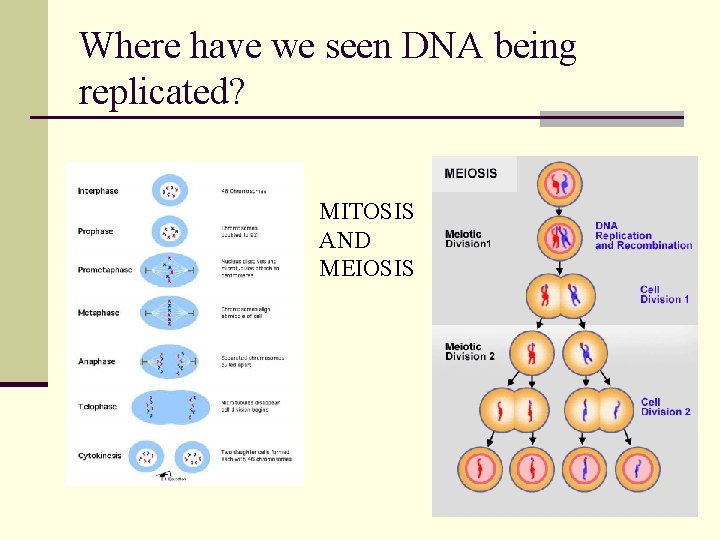 Where have we seen DNA being replicated? MITOSIS AND MEIOSIS 