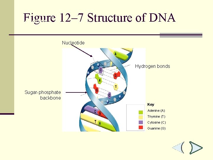 Figure 12– 7 Structure of DNA Section 12 -1 Nucleotide Hydrogen bonds Sugar-phosphate backbone
