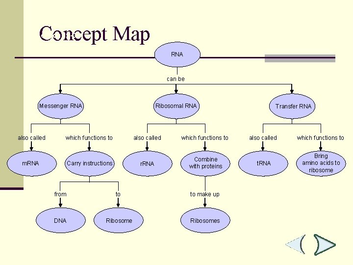 Concept Map Section 12 -3 RNA can be Messenger RNA also called Ribosomal RNA