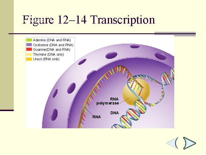 Figure 12– 14 Transcription Section 12 -3 Adenine (DNA and RNA) Cystosine (DNA and