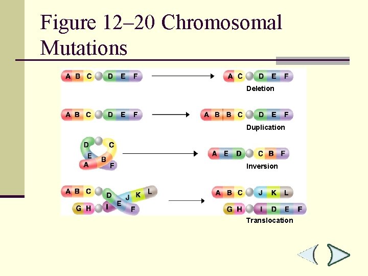 Figure 12– 20 Chromosomal Mutations Section 12 -4 Deletion Duplication Inversion Translocation 