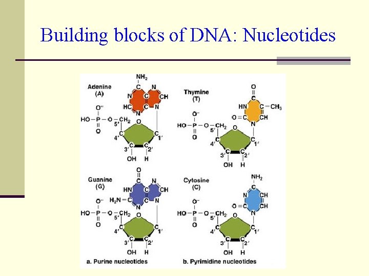 Building blocks of DNA: Nucleotides 