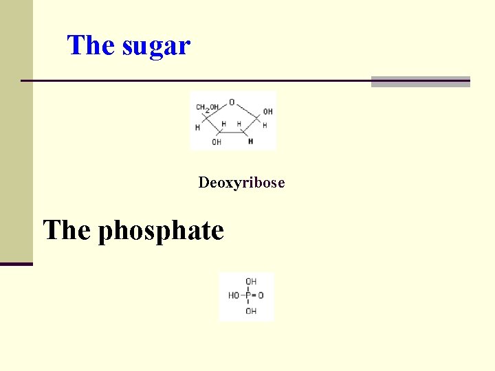 The sugar Deoxyribose The phosphate 