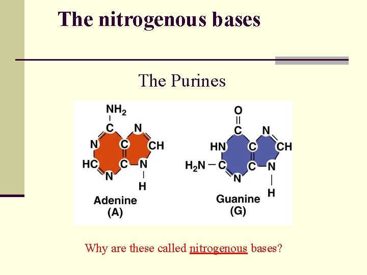 The nitrogenous bases The Purines Why are these called nitrogenous bases? 