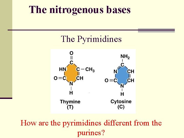 The nitrogenous bases The Pyrimidines How are the pyrimidines different from the purines? 