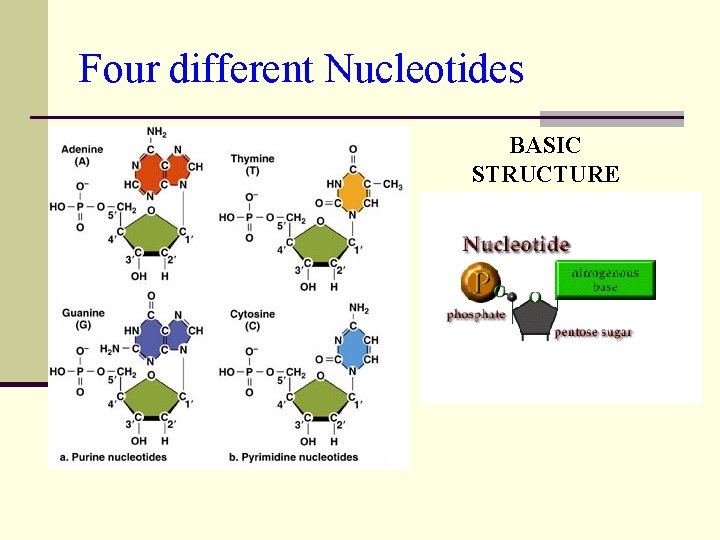 Four different Nucleotides BASIC STRUCTURE 