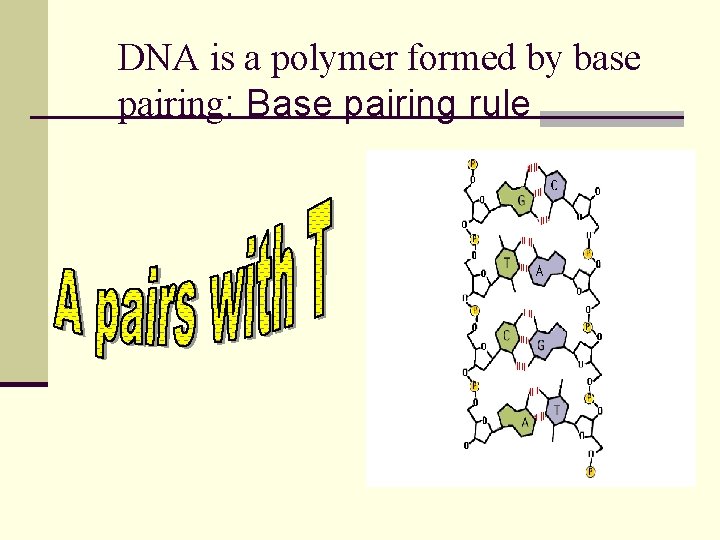 DNA is a polymer formed by base pairing: Base pairing rule 