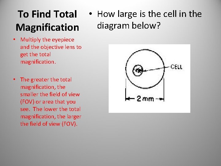 To Find Total • How large is the cell in the diagram below? Magnification