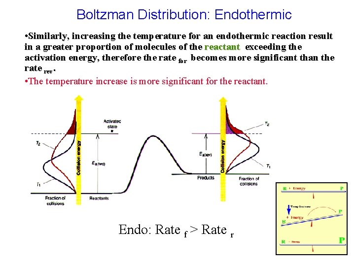 Boltzman Distribution: Endothermic • Similarly, increasing the temperature for an endothermic reaction result in