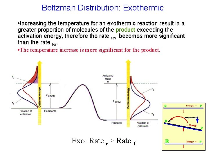 Boltzman Distribution: Exothermic • Increasing the temperature for an exothermic reaction result in a