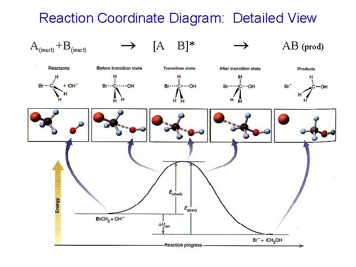 Reaction Coordinate Diagram: Detailed View A(react) +B(react) [A B]* AB (prod) 