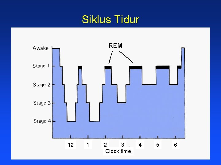Siklus Tidur REM 12 1 2 3 Clock time 4 5 6 