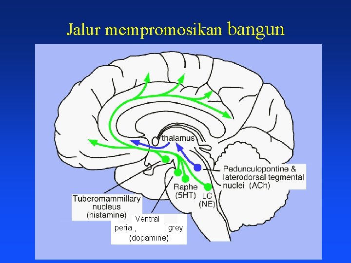 Jalur mempromosikan bangun Ventral periaqueductal grey (dopamine) 