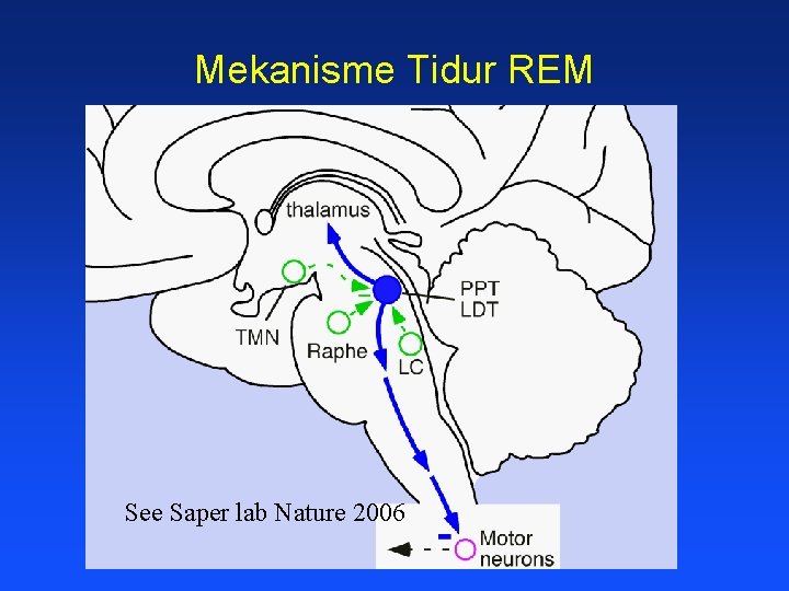 Mekanisme Tidur REM See Saper lab Nature 2006 