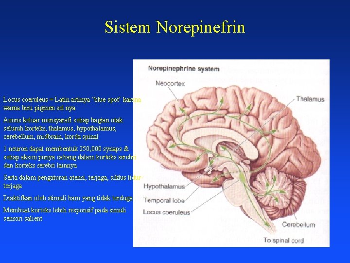 Sistem Norepinefrin Locus coeruleus = Latin artinya ‘blue spot’ karena warna biru pigmen sel
