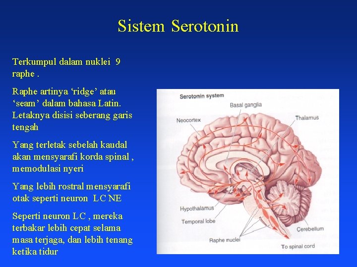 Sistem Serotonin Terkumpul dalam nuklei 9 raphe. Raphe artinya ‘ridge’ atau ‘seam’ dalam bahasa