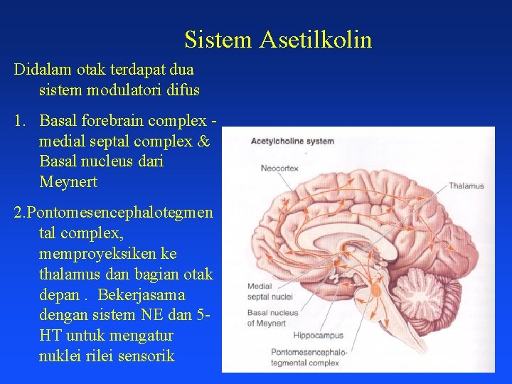 Sistem Asetilkolin Didalam otak terdapat dua sistem modulatori difus 1. Basal forebrain complex medial