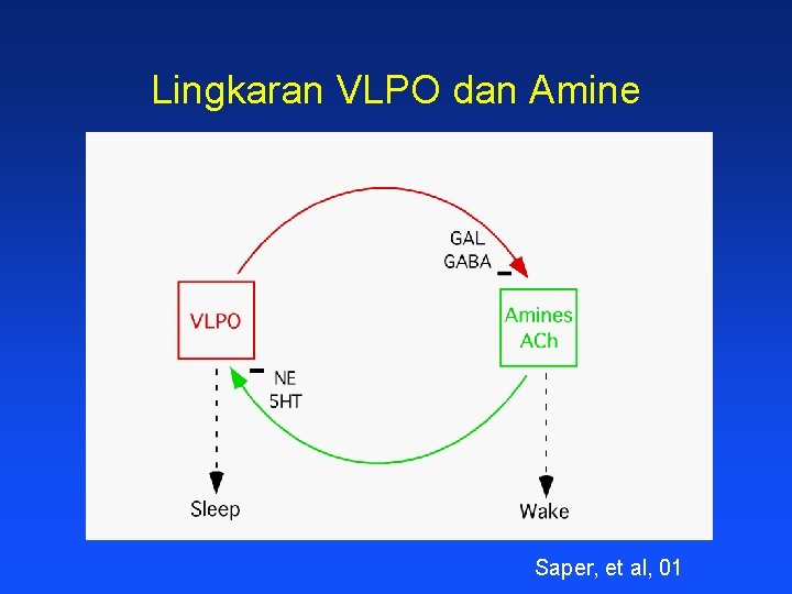 Lingkaran VLPO dan Amine Saper, et al, 01 
