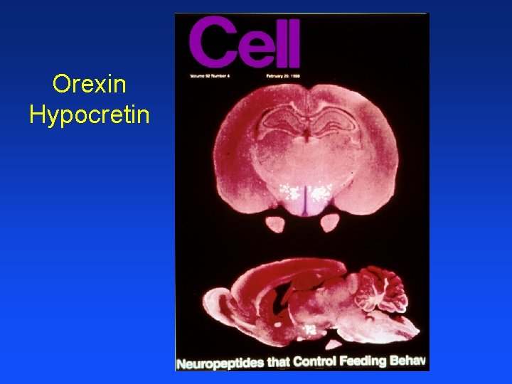Orexin Hypocretin 