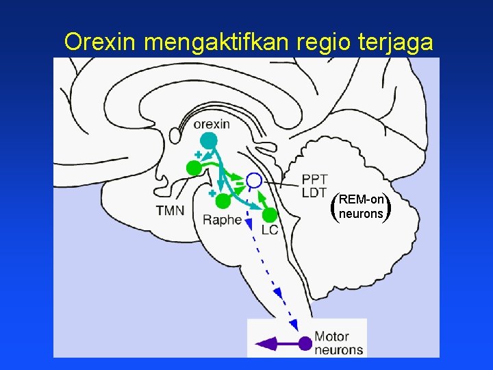 Orexin mengaktifkan regio terjaga ( ) REM-on neurons 