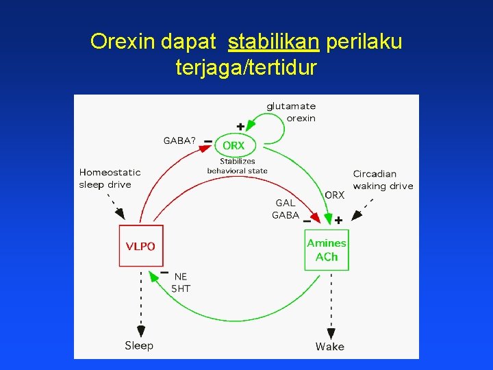 Orexin dapat stabilikan perilaku terjaga/tertidur 