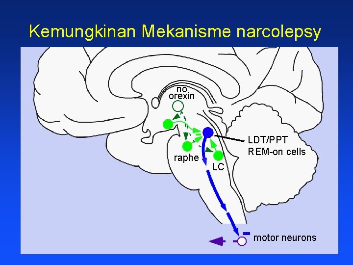 Kemungkinan Mekanisme narcolepsy no orexin raphe LDT/PPT REM-on cells LC motor neurons 
