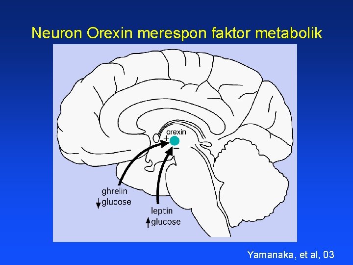 Neuron Orexin merespon faktor metabolik Yamanaka, et al, 03 