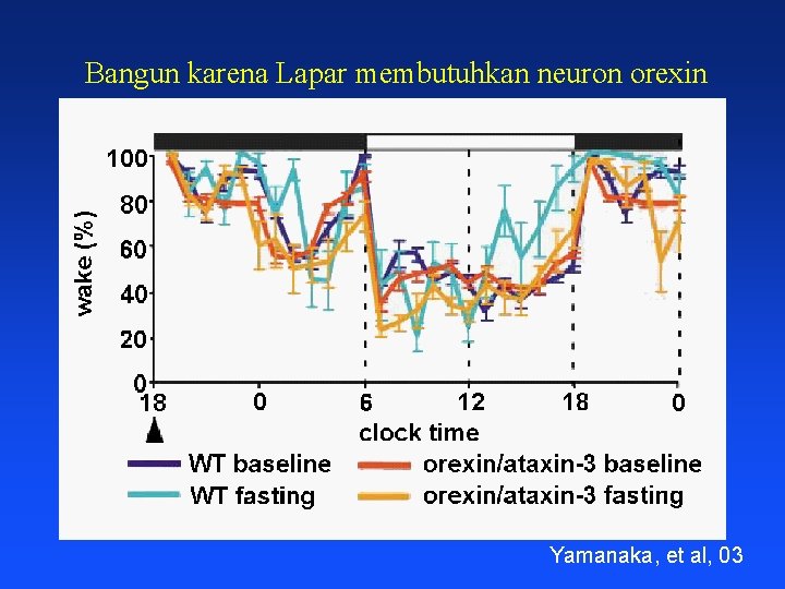 Bangun karena Lapar membutuhkan neuron orexin Yamanaka, et al, 03 