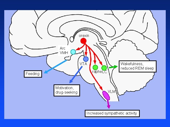 orexin Arc VMH VTA Wakefulness, reduced REM sleep raphe LC Feeding Motivation, drug-seeking VLM