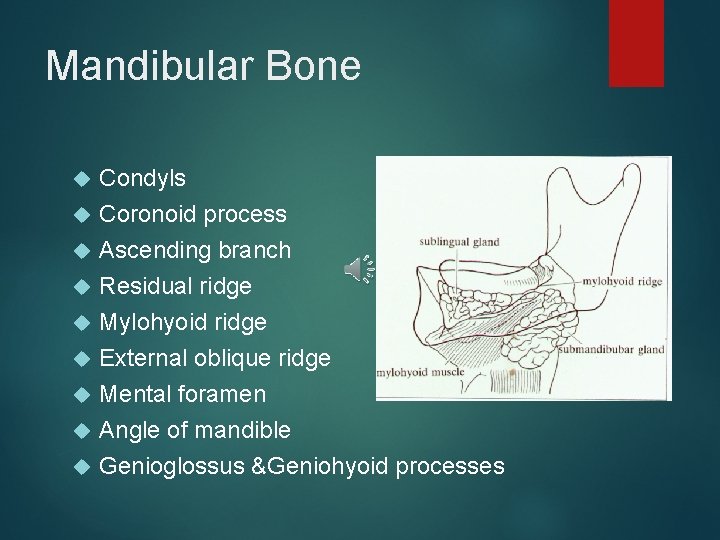 Mandibular Bone Condyls Coronoid process Ascending branch Residual ridge Mylohyoid ridge External oblique ridge