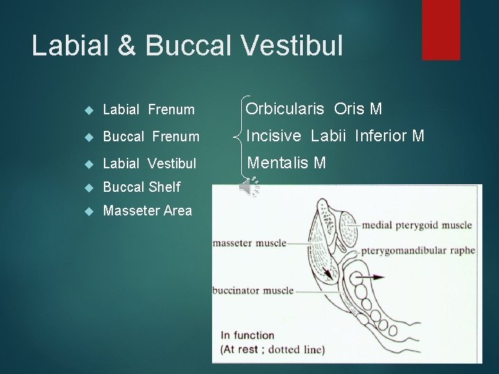 Labial & Buccal Vestibul Labial Frenum Orbicularis Oris M Buccal Frenum Incisive Labii Inferior