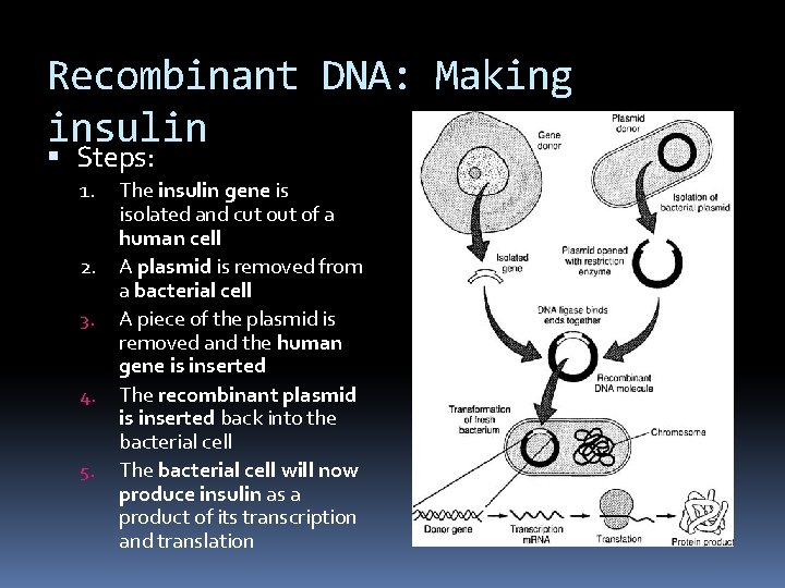 Recombinant DNA: Making insulin Steps: 1. 2. 3. 4. 5. The insulin gene is