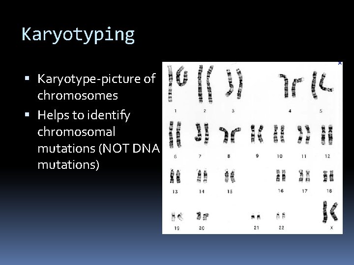 Karyotyping Karyotype-picture of chromosomes Helps to identify chromosomal mutations (NOT DNA mutations) 