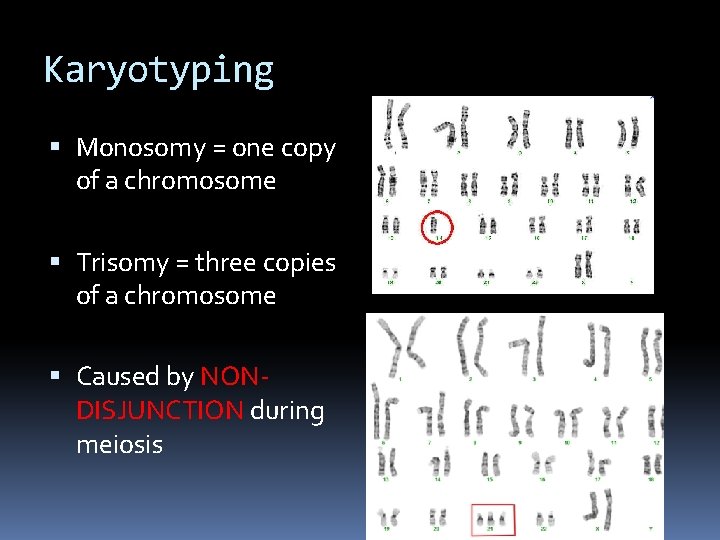 Karyotyping Monosomy = one copy of a chromosome Trisomy = three copies of a