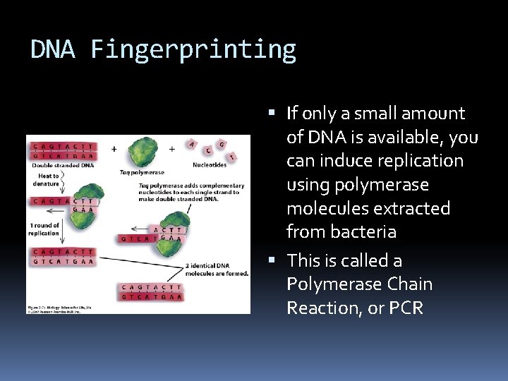 DNA Fingerprinting If only a small amount of DNA is available, you can induce