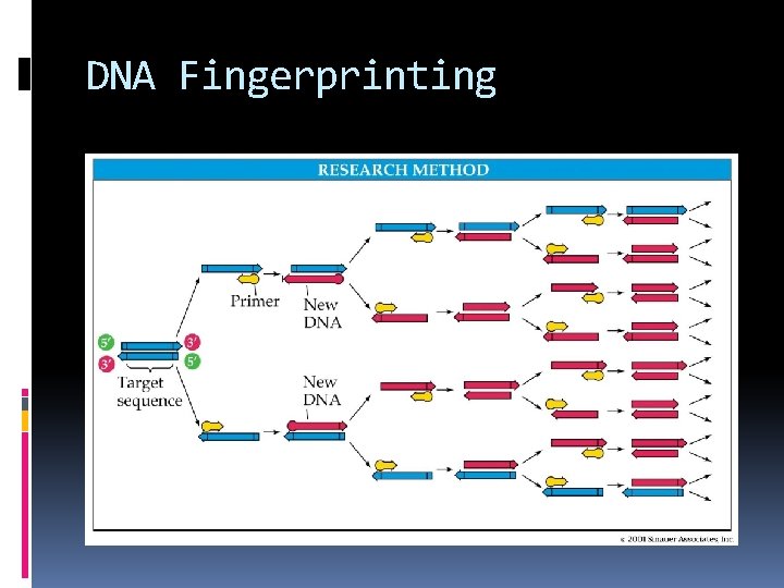 DNA Fingerprinting 