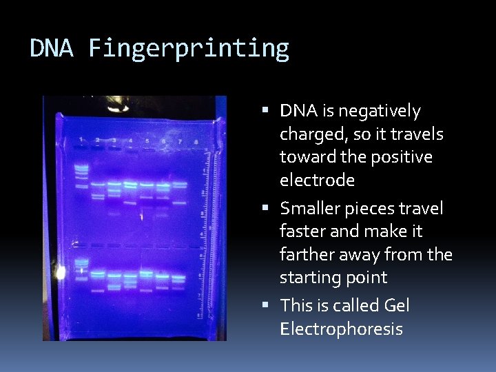 DNA Fingerprinting DNA is negatively charged, so it travels toward the positive electrode Smaller