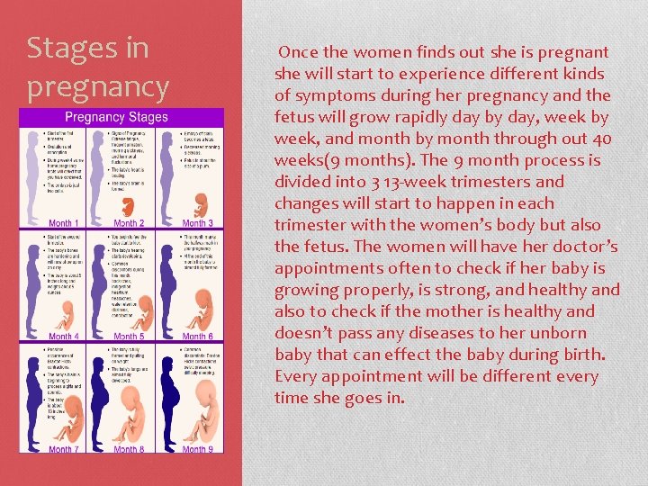 Stages in pregnancy Once the women finds out she is pregnant she will start